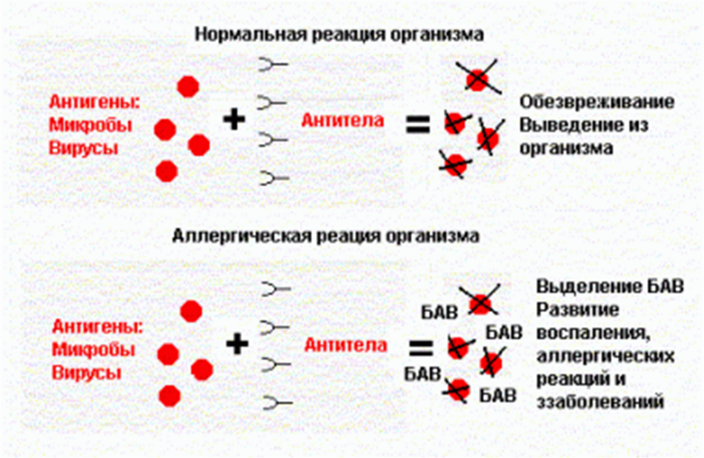 Обезвреживание бактерий слюной. Механизм образования антител схема. Механизм реакции антиген антитело. Механизм возникновения аллергической реакции схема. Реакция антиген антитело схема.